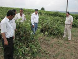 Tarsus'ta Üzüm Bağlarını Dolu Vurdu