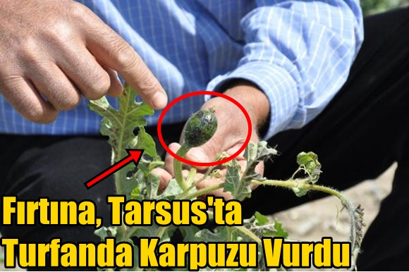 Tarsus'ta Fırtına, Turfanda Karpuzu Vurdu