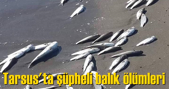 Tarsus&rsquo;ta &Ouml;l&uuml; Balıklar Kıyıya Vurdu