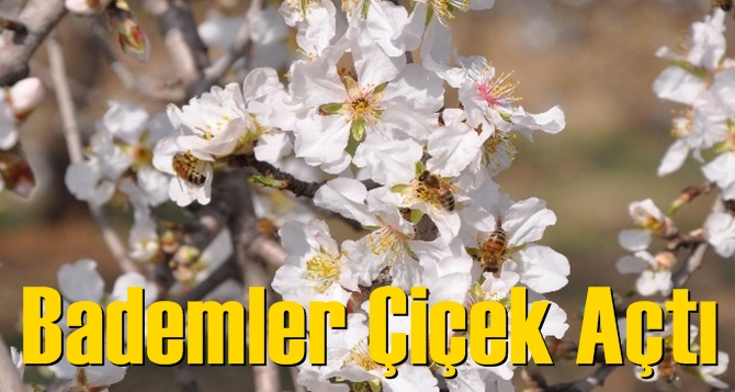 Bademler çiçek açtı, arılar adeta bayram etti