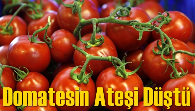Domatesin Ateşi D&uuml;şt&uuml;