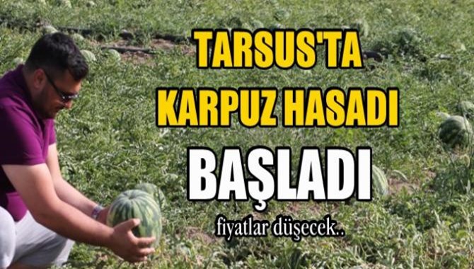 Tarsus'ta Turfanda Karpuz Hasadı Yapılmaya Başlandı