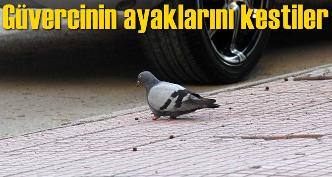 G&uuml;vercinin ayaklarını kestiler
