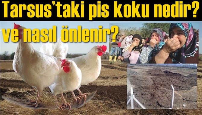 Tarsus&rsquo;taki pis koku nedir? ve nasıl &ouml;nlenir?