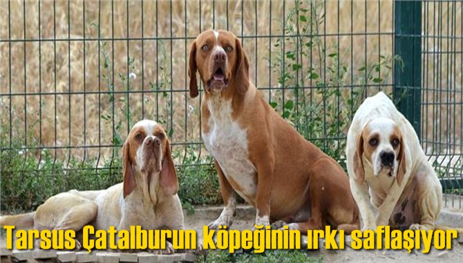 Tarsus &Ccedil;atalburun k&ouml;peğinin ırkı saflaşıyor