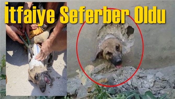 K&ouml;peğin baş ve g&ouml;vdesi tuvalet borusuna sıkıştı