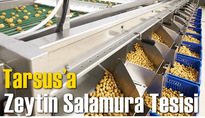 Tarsus&rsquo;ta Zeytin Salamura Tesisi