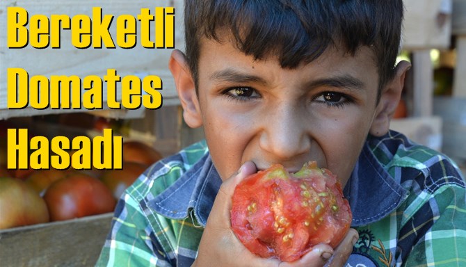 Bereketli Domates Hasadı