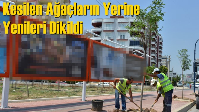Kesilen Ağa&ccedil;ların Yerine Yenileri Dikildi