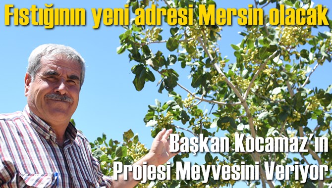 Fıstığının yeni adresi Mersin olacak