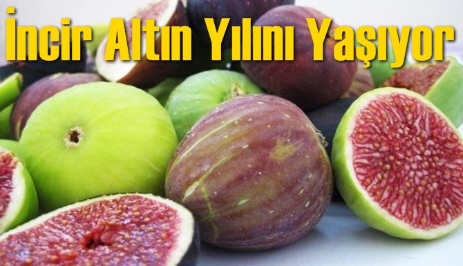 İncir Altın Yılını Yaşıyor