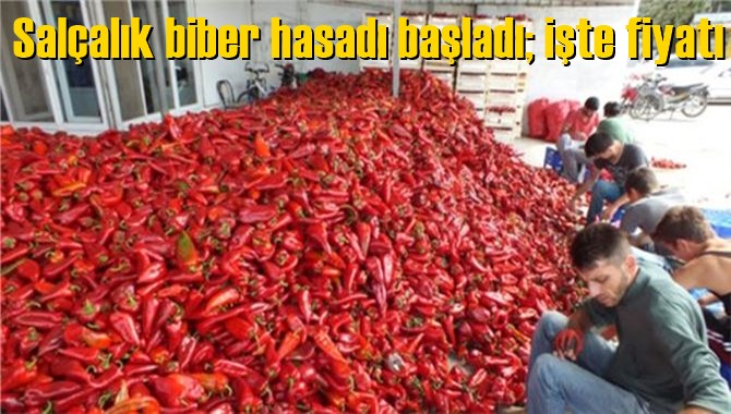 Sal&ccedil;alık biber hasadı başladı; işte fiyatı