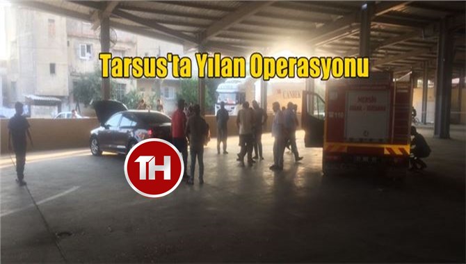 Otomobile Yılan Girdi