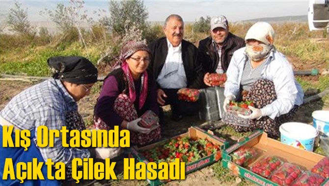 Kış Ortasında Açıkta Çilek Hasadı