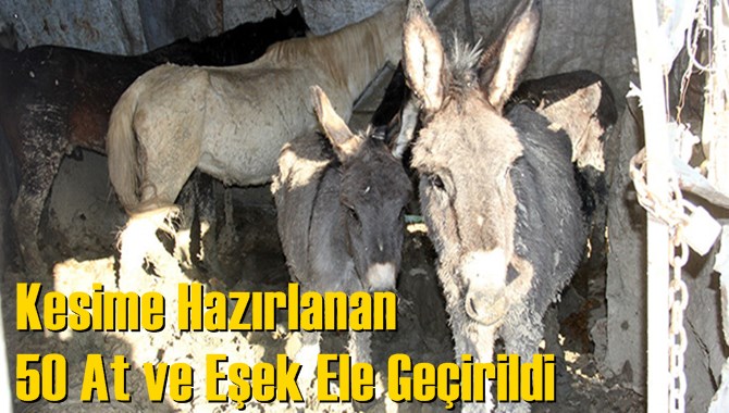 Kesime Hazırlanan 50 At ve Eşek Ele Geçirildi