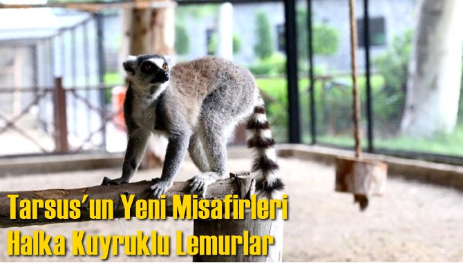 Tarsus'un Yeni Misafirleri Halka Kuyruklu Lemurlar