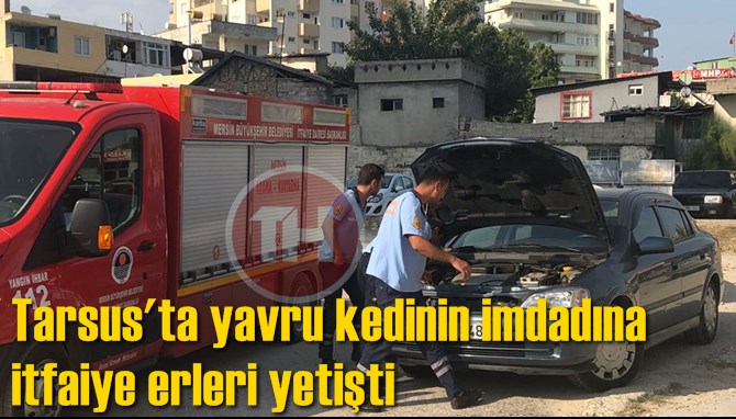 Tarsus'ta yavru kedinin imdadına itfaiye erleri yetişti