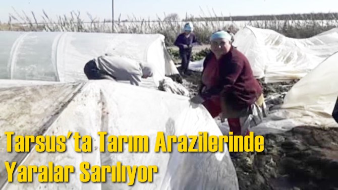 Tarsus'ta Tarım Arazilerinde Yaralar Sarılıyor