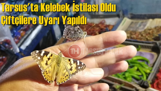 Tarsus'ta Kelebek İstilası Oldu &Ccedil;ift&ccedil;ilere Uyarı Yapıldı