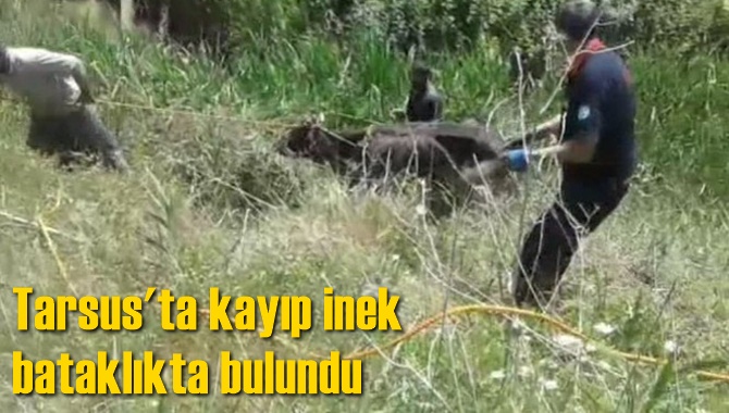 Tarsus'ta kayıp inek bataklıkta bulundu