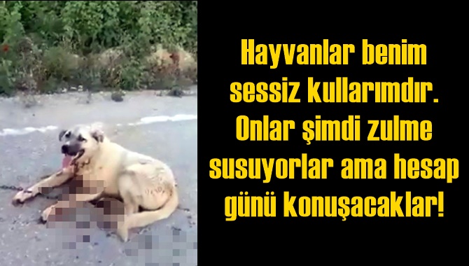 Zincirle Bağlanarak S&uuml;r&uuml;klenen K&ouml;pek Kanlar İ&ccedil;inde Kaldı