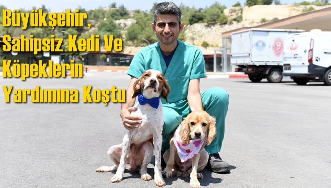 B&uuml;y&uuml;kşehir, Sahipsiz Kedi Ve K&ouml;peklerin Yardımına Koştu