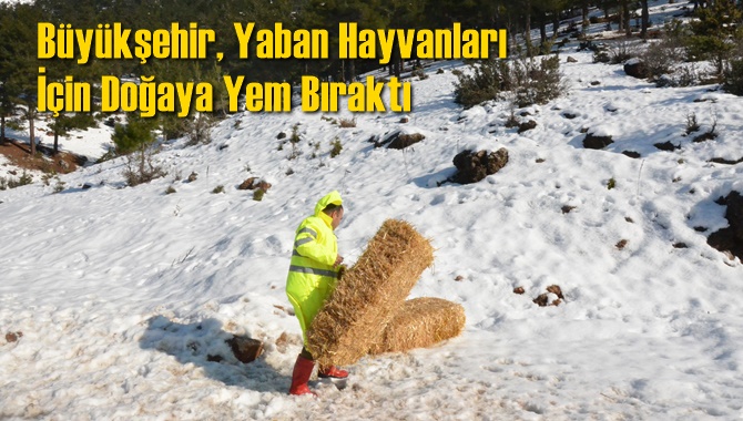 Büyükşehir, Yaban Hayvanları İçin Doğaya Yem Bıraktı