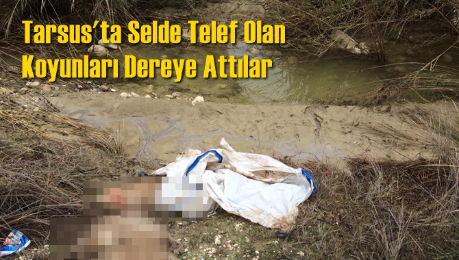 Tarsus'ta Selde Telef Olan Beş Koyun Ölüsü Arazide Bulundu