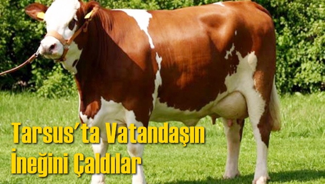 Tarsus'ta İnek Hırsızlığı