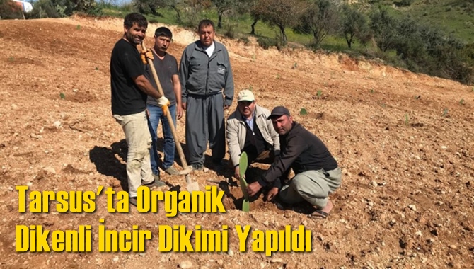 Tarsus'ta Organik Dikenli İncir Dikimi Yapıldı