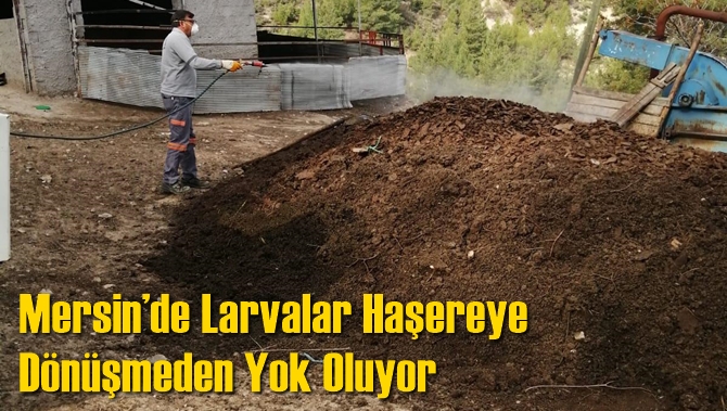 Mersin’de Larvalar Haşereye Dönüşmeden Yok Oluyor