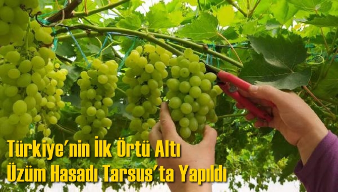 Türkiye'nin İlk Örtü Altı Üzüm Hasadı Tarsus'ta Yapıldı
