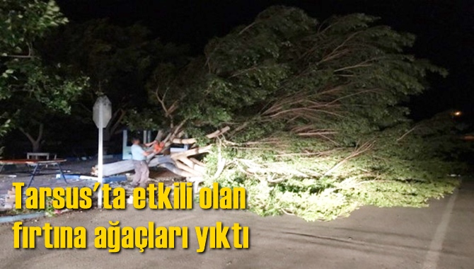 Tarsus'ta etkili olan fırtına ağaçları yıktı
