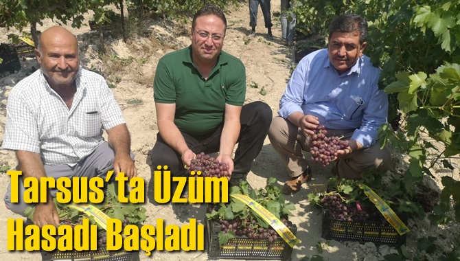 Tarsus'ta &Uuml;z&uuml;m Hasadı Başladı