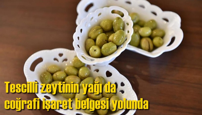 Tescilli zeytinin yağı da coğrafi işaret belgesi yolunda