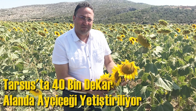 Tarsus'ta 40 Bin Dekar Alanda Ay&ccedil;i&ccedil;eği Yetiştiriliyor