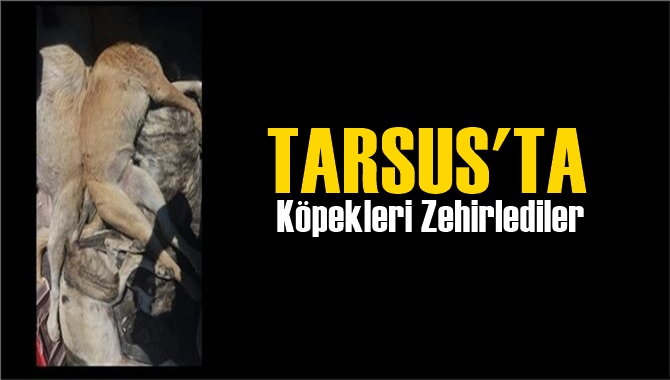 Tarsus&rsquo;ta 4 k&ouml;peği zehirleyerek &ouml;ld&uuml;rd&uuml;ler