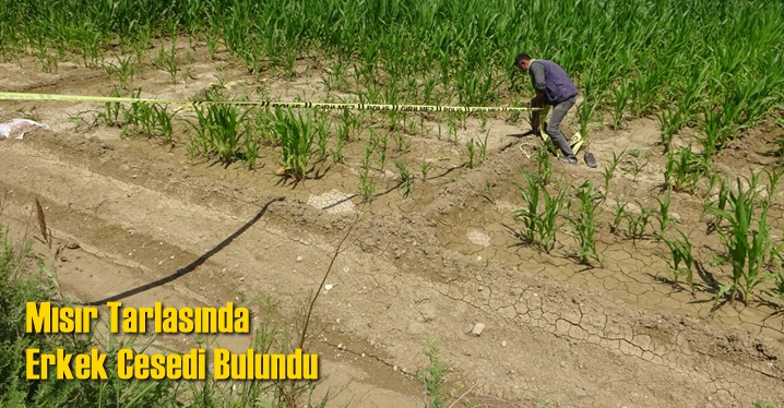 Mısır Tarlasında Erkek Cesedi Bulundu