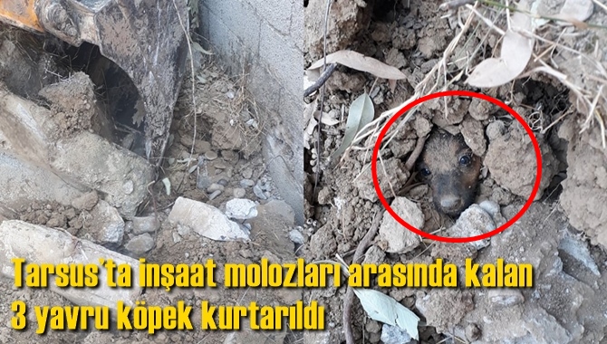 Tarsus&rsquo;ta inşaat molozları arasında kalan 3 yavru k&ouml;pek kurtarıldı