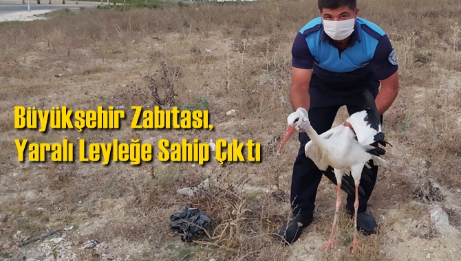B&uuml;y&uuml;kşehir Zabıtası, Yaralı Leyleğe Sahip &Ccedil;ıktı