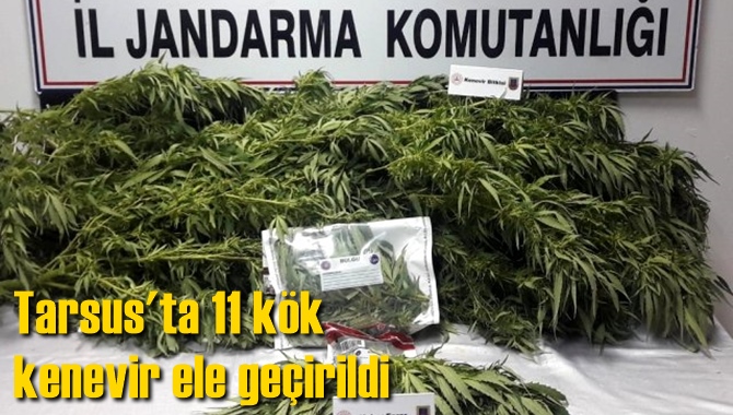 Tarsus'ta 11 k&ouml;k kenevir ele ge&ccedil;irildi
