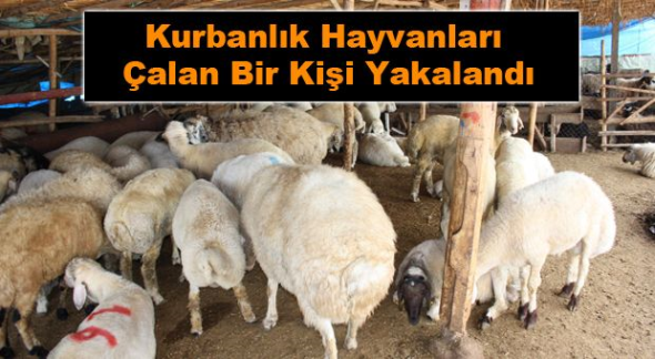 Tarsus’ta hayvan hırsızı yakalandı