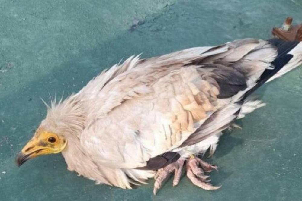 Nesli tehlikede olan ak akbabaya Bing&ouml;l tedavisi