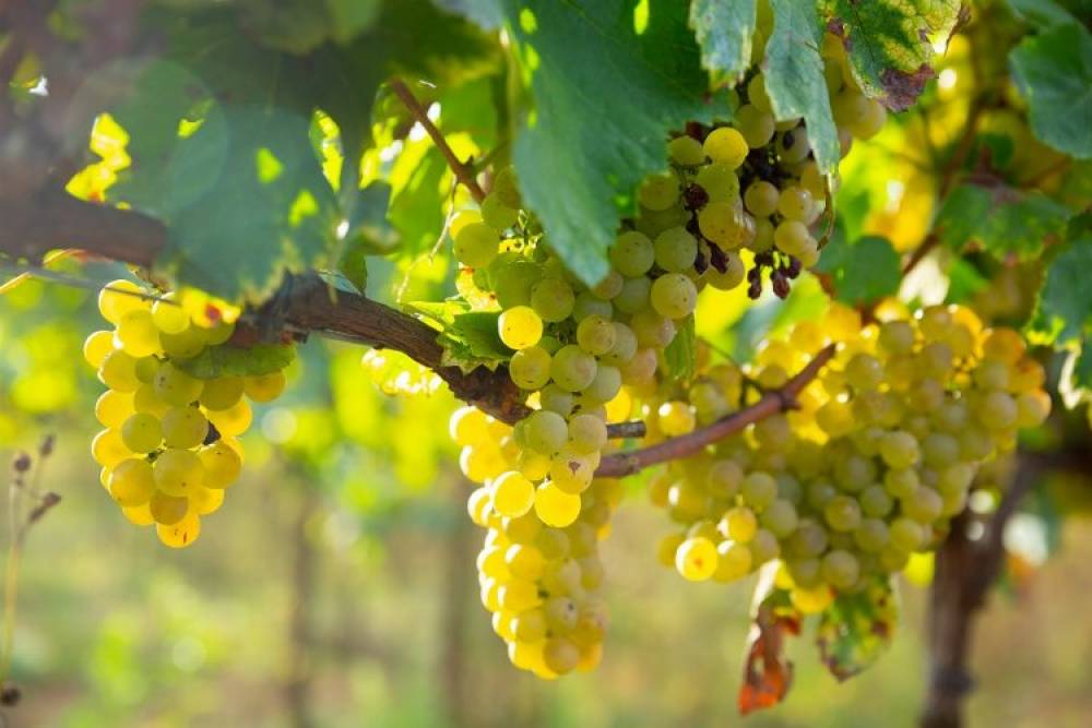 'Erkenci t&uuml;r'&uuml;n ihracat yolculuğu başladı