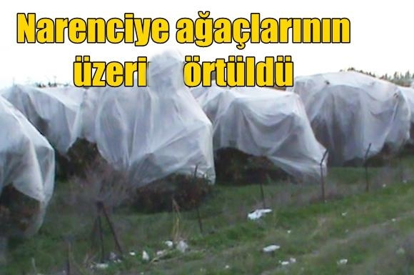 Tarsus'ta narenciye ağa&ccedil;larına naylonlu koruma