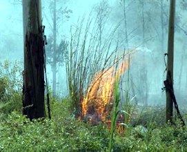 Tarsus'ta Orman Yangını