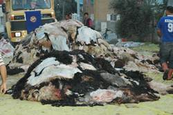 Fiyatların artması kurban kesimini azalttı