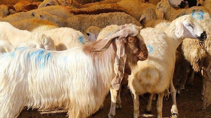 Bayram Tatili Ka&ccedil; G&uuml;n?