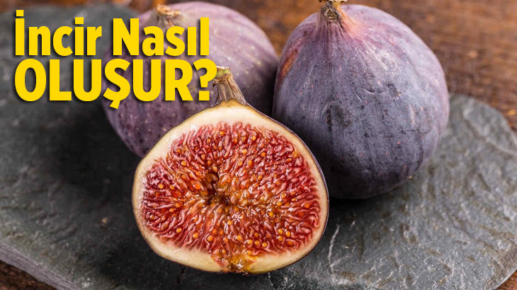 İncir Nasıl Oluşur?
